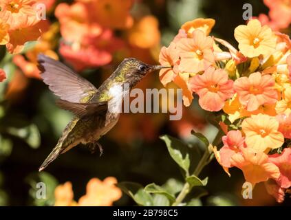 Colibrì scintillante Foto Stock