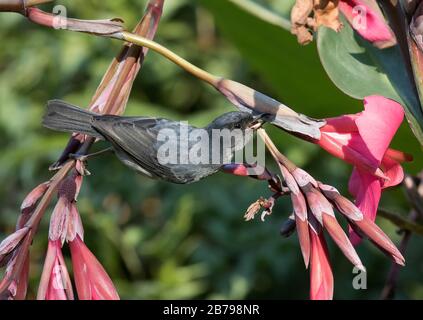 Slaty Flowerpiercer Foto Stock