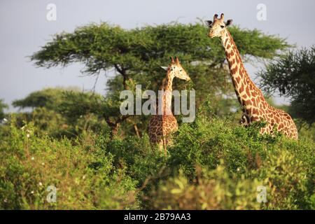 Massai Giraffe nel Parco Nazionale di Tsavo Est, Kenya, Africa Foto Stock