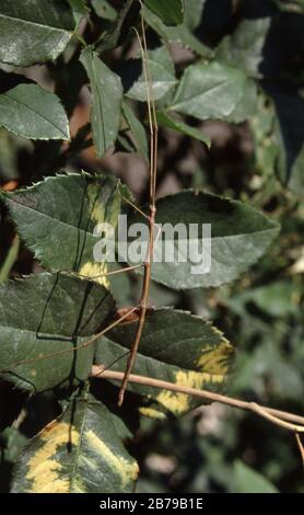 Bastone mediterraneo-insetto, Bacillus rossius Foto Stock