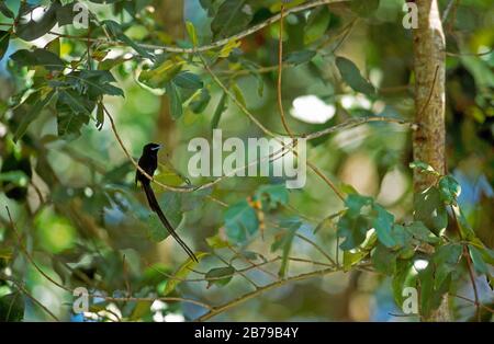 Seychelles paradiso flycatcher {Terpsiphone corvina} Veuve SR Seychelles Foto Stock