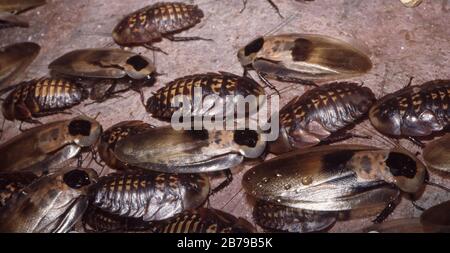 Caverna gigante dell'America centrale scarafaggio (Blaberus giganteus) Foto Stock