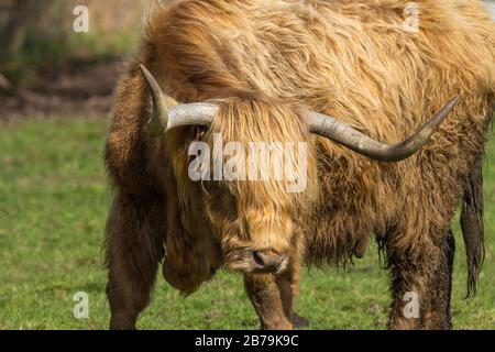 Lungo horned highland bestiame rosso arancio cappotto opaco con fango come tempo invernale molto umido 2020. Immergendosi nel sole di fine inverno sulla migliore erba rimanente. Foto Stock