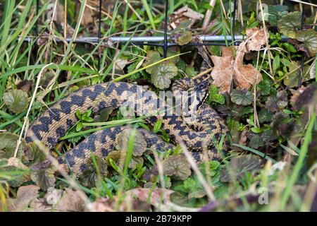 Adder (Vipera berus) femmina corpo grigio marrone con motivo zig zag scuro lungo la lunghezza del corpo con occhi rossi rubino e pupilla verticale. Inizio primavera. Foto Stock