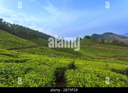 Piantagioni di tè viste dalle colline di Kolukkumalai (periferia di Munnar) Foto Stock