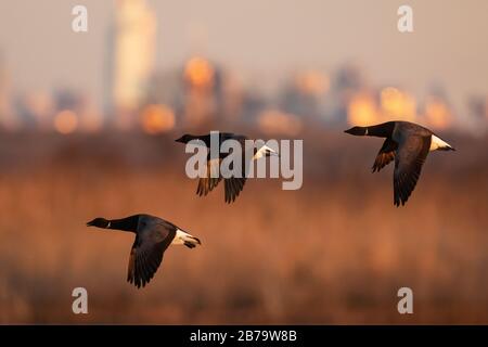 Volo Brent contro lo skyline di New York all'alba Foto Stock