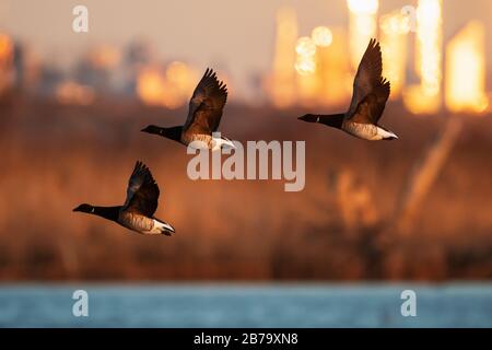 Volo Brent contro lo skyline di New York all'alba Foto Stock