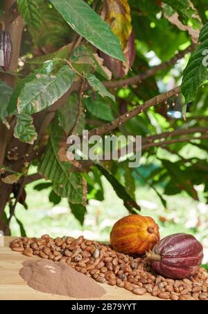 Raccolta di cacao in azienda. Pianta di cacao con frutta Foto Stock