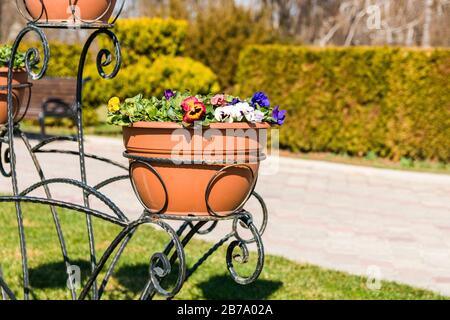 fiori di primavera colorati in vaso di argilla nel parco in una giornata di sole Foto Stock