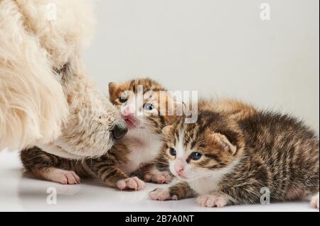 Cane da cuccia che si prende cura dei gatti vista ravvicinata Foto Stock