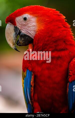 Scarlatto macaw primo piano immagine della testa scattata in Azuero Panama Foto Stock
