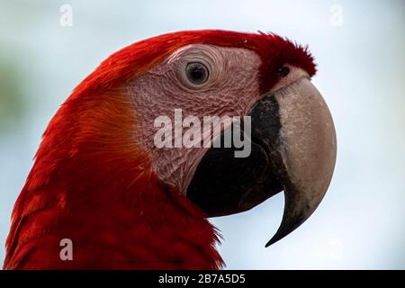 Scarlatto macaw primo piano immagine della testa scattata in Azuero Panama Foto Stock