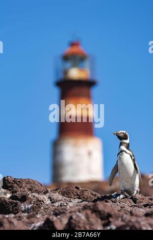 Pinguini Magellanici con faro, Isla Pinguino, Puerto deseado, Patagonia Argentina Foto Stock