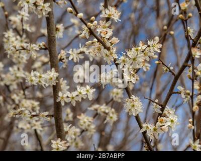 Bella fioritura bianca su un albero di spina nera, Prunus spinosa, all'inizio della primavera Foto Stock