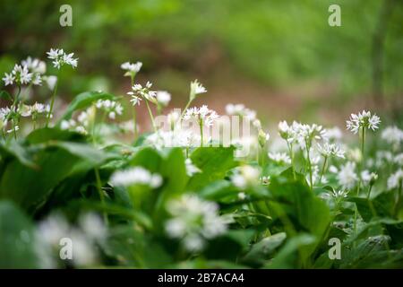 Ramson fiorito, Allium ursinum. Fioritura di piante di aglio selvatico nel bosco in primavera - fuoco selettivo Foto Stock