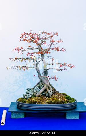 Acero giapponese, palmatum Acer, albero bonsai, originario del Giappone, della Cina e della Corea. Deve il nome botanico alle foglie a forma di mano. In pentola su tavolo blu Foto Stock