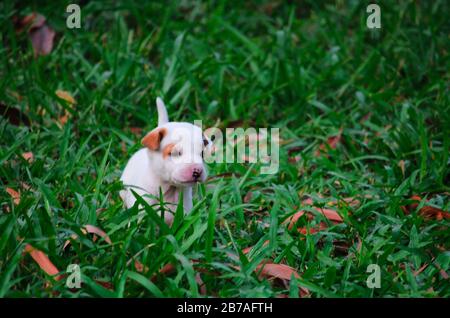 Carino cane del bambino in Bangladesh Foto Stock