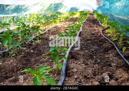 Filari di giovani piante di pepe e gocciolamento irrigazione nel giardino - fuoco selettivo, spazio copia Foto Stock