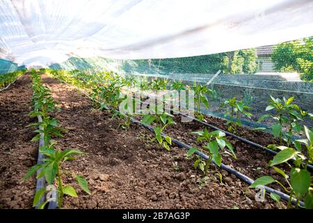 Filari di giovani piante di pepe e gocciolamento irrigazione nel giardino - fuoco selettivo, spazio copia Foto Stock