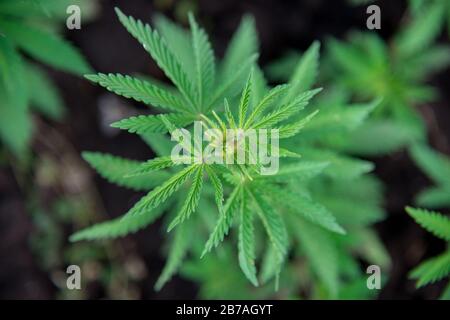 pianta cespuglio cannabis marijuana foglie vista dall'alto - fuoco selettivo, spazio copia Foto Stock