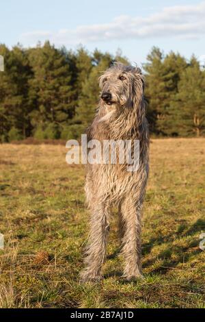 deerhound scozzese al tramonto Foto Stock