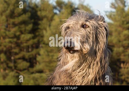 deerhound scozzese al tramonto Foto Stock