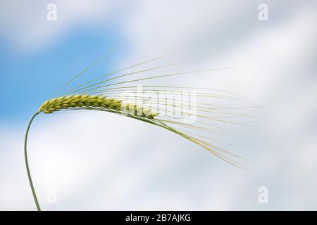 Singola pianta di orzo verde contro il cielo di primavera blu. Grano di orzo è usato per farina, pane di orzo, birra di orzo, alcuni whisky, alcuni vodka, e animale f Foto Stock