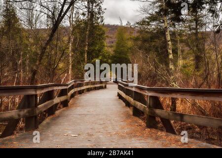 Passerella in legno sopraelevata che serpeggiante attraverso la foresta a Labrador Hollow Unique Area nella parte superiore di New York Foto Stock