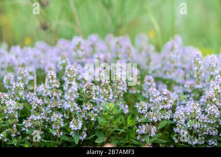 Timo vulgaris conosciuto come timo comune, timo da giardino, varietà con fiori rosa pallido - erbe medicinali - fuoco selettivo Foto Stock
