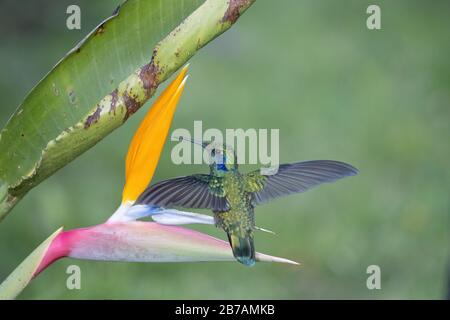 Un violeto minore (Colibri cyanotus) che si nuota nella foresta nuvolosa del Costa Rica (San Gerardo de dota). Foto Stock