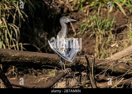 Un NightHeron (violacea di Nyctanassa) incoronato giallo che sorge sulle rive del fiume Tarcoles in Costa Rica. Foto Stock