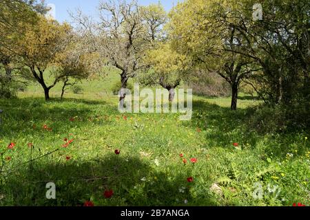 Tipico paesaggio della Galilea con fioritura Foto Stock