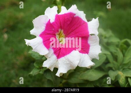 Primo piano di una bella petunia picotee rosa con centro interno luminoso e bordo esterno bianco lato del petalo Foto Stock