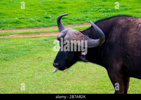 bufalo africano (caffè di syncerus) visto sul dente & artiglio safari in schotia riserva di selvaggina privata, sudafrica Foto Stock