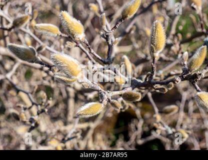 Magnolia albero fiorisce in primavera Foto Stock
