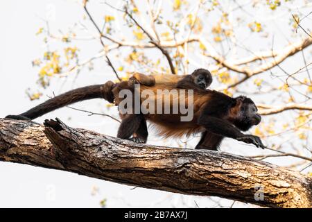 Scimmia howler Azuero con bambino su un ramo di albero Foto Stock