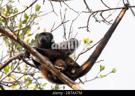 Scimmia howler Azuero con bambino su un ramo di albero Foto Stock