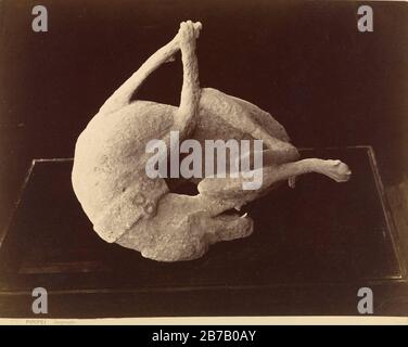 Giorgio Sommer (italiano, nato in Germania - (Cast of a Dog Ucciso dall'Eruzione del Vesuvio, Pompei) Foto Stock