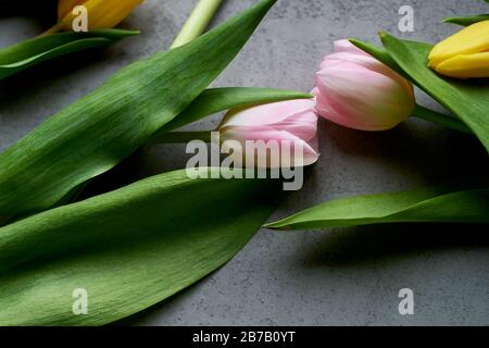 Due tulipani rosa si unirono alle teste come segno di amore e unity.Space per il testo. Sfondo grigio in cemento. Foto Stock