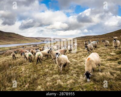 Un gregge di pecora al serbatoio della casa di Scar. Yorkshire Foto Stock