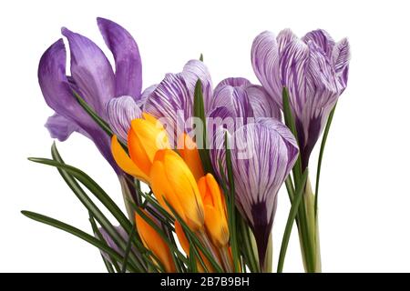 Croci viola e gialli che crescono in un secchio rosa. Primo piano Foto Stock