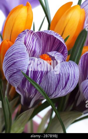 Croci viola e gialli che crescono in un secchio rosa. Primo piano Foto Stock