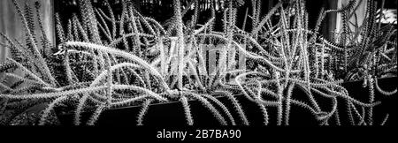 Una visione drammatica di un groviglio di alluaudia procera.succulent gambi apparendo serpente come in una piantatrice in Arizona, Stati Uniti, in bianco e nero Foto Stock