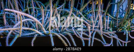 Una visione drammatica di un groviglio di steli alluaudia procera.succulent che appaiono serpente come in una piantatrice in Arizona, Stati Uniti Foto Stock