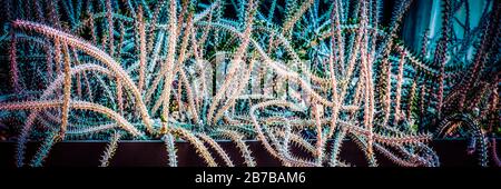 Una visione drammatica di un groviglio di steli alluaudia procera.succulent che appaiono serpente come in una piantatrice in Arizona, Stati Uniti Foto Stock