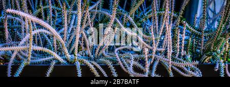 Una visione drammatica di un groviglio di steli alluaudia procera.succulent che appaiono serpente come in una piantatrice in Arizona, Stati Uniti Foto Stock