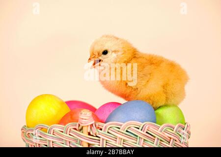 Adorabile Baby Chicken seduto nel cesto di Pasqua con uova colorate. Foto Stock