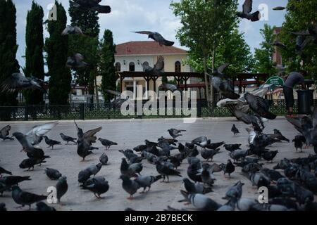 Incantevole uccelli piccione , colombe della città da vivere in un ambiente urbano Foto Stock