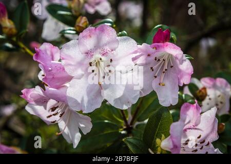 Vista ravvicinata dei fiori di un rododendro rosa chiaro a bianco fiorito in primavera nel Surrey, nel sud-est dell'Inghilterra, Regno Unito Foto Stock