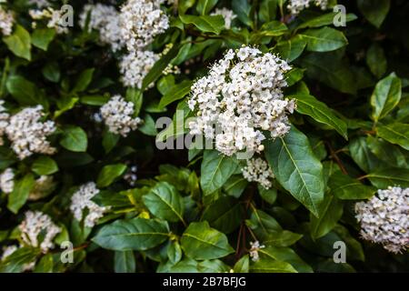Graziosi e delicati fiori bianchi (corimbi, infiorescenze) di profumato arbusto sempreverde viburnum tinus in fiore in primavera, spesso utilizzato per la copertura del giardino Foto Stock